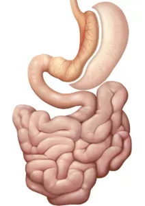 Gastrointestinaltrakt mit Schlauchmagen bei Adipositas des Menschen zum Dünndarm. Bei der Adipositas (Fettleibigkeit, Obesitas, Fettsucht) handelt es sich um eine Ernährungs- und Stoffwechselkrankheit mit starkem Übergewicht. Der Verdauungstrakt (Verdauungsapparat, Apparatus digestorius) umfasst die Organe die der Aufnahme, der Zerkleinerung und dem Weitertransport der Nahrung dienen, um diese letztlich zu verdauen und die darin enthaltenen Nährstoffe für den Körper verwertbar zu machen, zusammen. Als Verdauung (Digestion) bezeichnet man den Aufschluss der Nahrung im Verdauungstrakt mit Hilfe von Verdauungsenzymen.